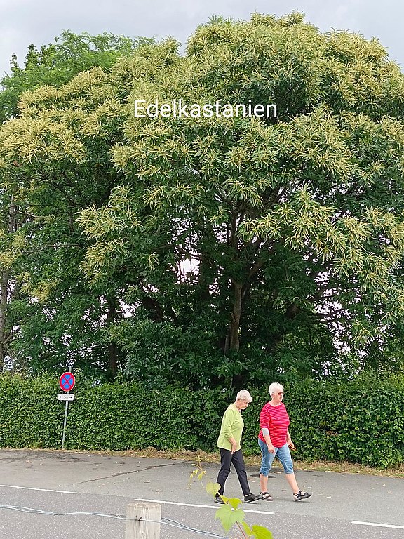 Südsteiermark_18.jpg  